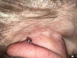 ist das wildfleisch piercing helix