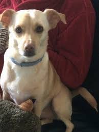 You will need to establish a really strong avoid buying puppies from puppy mills because they tend to have more health problems then getting a puppy from a reliable breeder. Labrahuahua Dog Breed Information And Pictures