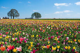 Maybe you would like to learn more about one of these? Tulip Fields At Wooden Shoe Tulip Festival Near Portland Oregon Updated 2021 The Adventures Of Panda Bear