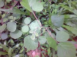 Image result for Pseudarthria