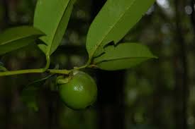 Image result for Diospyros mweroensis