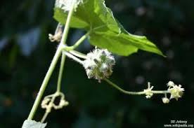 Image result for Corallocarpus welwitschii