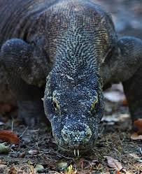 Il a étudié leur biologie et leur comportement pendant plus de trente ans et se bat âprement pour assurer leur futur. Komodo Dragon By Radu Frentiu 500px Komodo Dragon Komodo Komodo Dragon Pictures