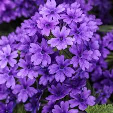 Image result for foto verbena