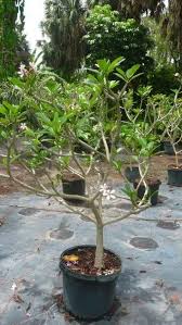 Plumeria Obtusa Dwarf Singapore Pink 3 Indoor Flowering Plants Planting Flowers Plumeria