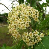 Image result for Crossopteryx