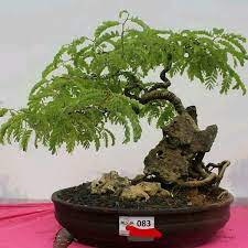2,227 likes · 5 talking about this. Jual Bonsai Asem Di Lapak Motekar As Bukalapak