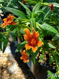 Image result for Mimulus