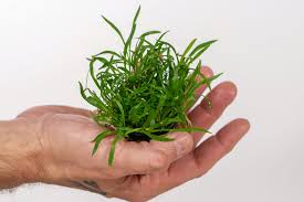 Cryptocoryne parva is the smallest one from all known crypts. Anubias Lilaeopsis Brasiliensis Olibetta Online Shop