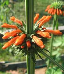 Image result for Leonotis nepetifolia