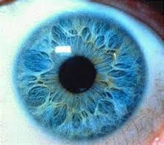 Iridology Yahoo Image Search Results Iridology Eye Pictures Eye Photography