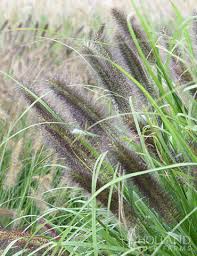 Fall foliage is yellow to orange. Black Flowering Fountain Grass Pennisetum Moudry
