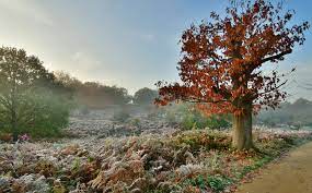 National nature reserve, narrated by sir david attenborough. Richmond Park Home Facebook