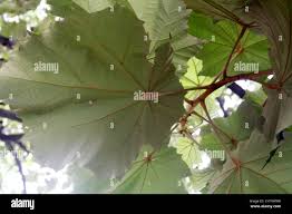 Image result for Sterculia subviolacea