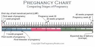 stages of pregnancy chart weeks months trimesters