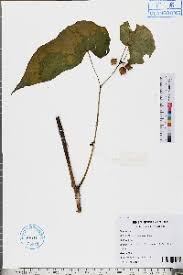 Image result for Begonia poculifera