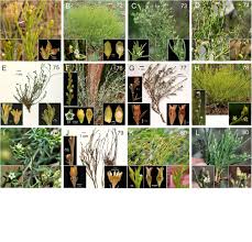 Image result for Thesium dolichomeres