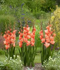 Image result for Gladiolus decoratus
