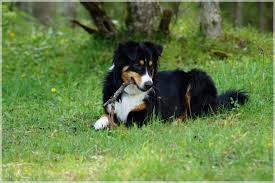 This long haired dog breed have many great characteristics. Black And White Long Coat Dog Free Image Peakpx