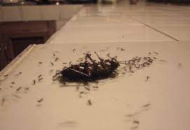 Ant nests develop very far underground, so disrupting what you see aboveground will. How To Get Rid Of Cockroaches In The Kitchen Cabinet