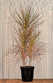 Image result for Dracaena