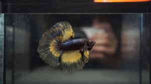 I've had 3 bettas before. Rare Yellow Eyebrow Midnight Blue Bumblebee Halfmoon Hm Betta Youtube