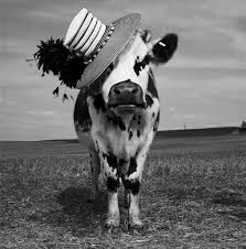 Black And White Cow Name This Model Really Is A Heifer Jean Baptiste Mondino S Cow Photos For A Oh La Vache Cow Photos Cow Cow Painting