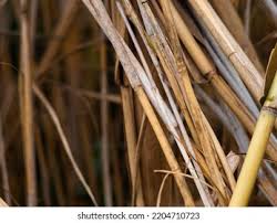 Image result for Hyperthelia dissoluta