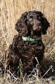 Jolly and trainable, the boykin spaniel is a talented hunting breed. Boykin Spaniel Puppies Boykin Spaniel Society