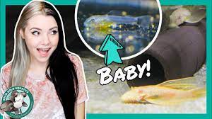 Certain kinds of sharks even nourish their growing babies in the womb, so they are born bigger and are then better. My Fish Laid Eggs Youtube