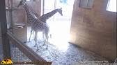 Animal adventure park giraffe cam or go to our channel and see prior videos and the current live. Johari Oliver Giraffe Cam Animal Adventure Park Youtube