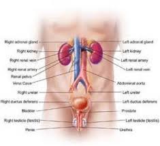 The abdominal muscles play critical roles in spinal stability, breathing, protection of your internal organs and movements of your core.kinetic health. Male Anatomy Lower Abdomen Anatomy And Physiology Physiology Anatomy