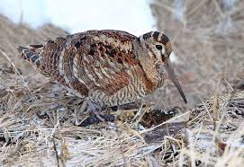 Woodcock Skogarsnipa 2 Pet Birds Upland Bird Hunting World Birds