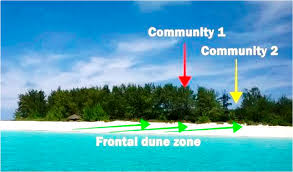 Image result for Mimusops obtusifolia