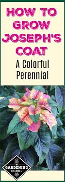 I was hoping to get her one for valentines day. How To Grow Joseph S Coat Alternanthera Gardening Channel