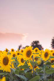 Every Single Flower Field In Washington Dc Maryland And Virginia Sunflower Fields Flower Field Flower Beauty