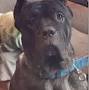 Profile Picture of iron gate's tank the bank dockstader - Cane Corso pedigree database (@canecorsopedigree.com) on Google