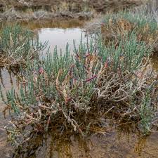 Image result for Salicornia perrieri