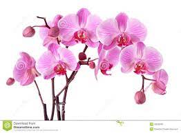 Ejemplo De Orquideas Pink Orchids Orchid Fertilizer Orchid Flower
