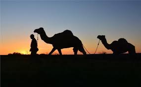 Kerrville real estate, land and ranches. Military S Texas Camel Experiment Was A Short One