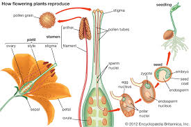 نتیجه جستجوی لغت [pollination] در گوگل