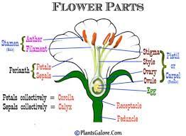 Click here👆to get an answer to your question ️ draw the diagram of a flower to show it male and female reproductive parts. Draw A Neat Labelled Diagram Of Male And Female Reproductive System Of Plant Brainly In