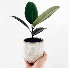 Watering rubber plant properly watered rubber plants will maintain a healthy, waxy glow. Rubber Plant Ultimate Grow Care Guide Indoor Plants World