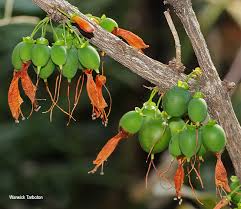 Image result for Halleria lucida