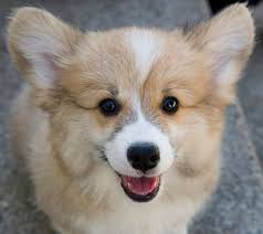 Breedersclub.net is a favorite site to find local dogs and puppies in michigan. Corgi Puppies For Sale In Michigan Cute Puppies Corgi Memes Corgi Terrier Mix Corgi Dog