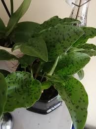 Image result for Setaria petiolata