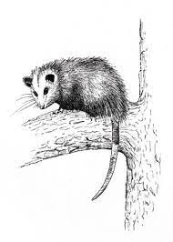 Bullfrogs And Opossums Opossum Drawings Animal Art