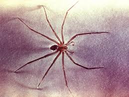 It doesn't guarantee a good result and must be combined with other types of brown recluse spider control. How To Get Rid Of Brown Recluse Spiders Naturally Bugwiz