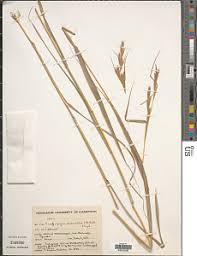 Image result for Cymbopogon caesius