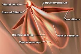 Pulpitis associated with internal resorption may show loss of tooth structure and enlargement of the pulp chamber. Clitoral Hood Wikipedia
